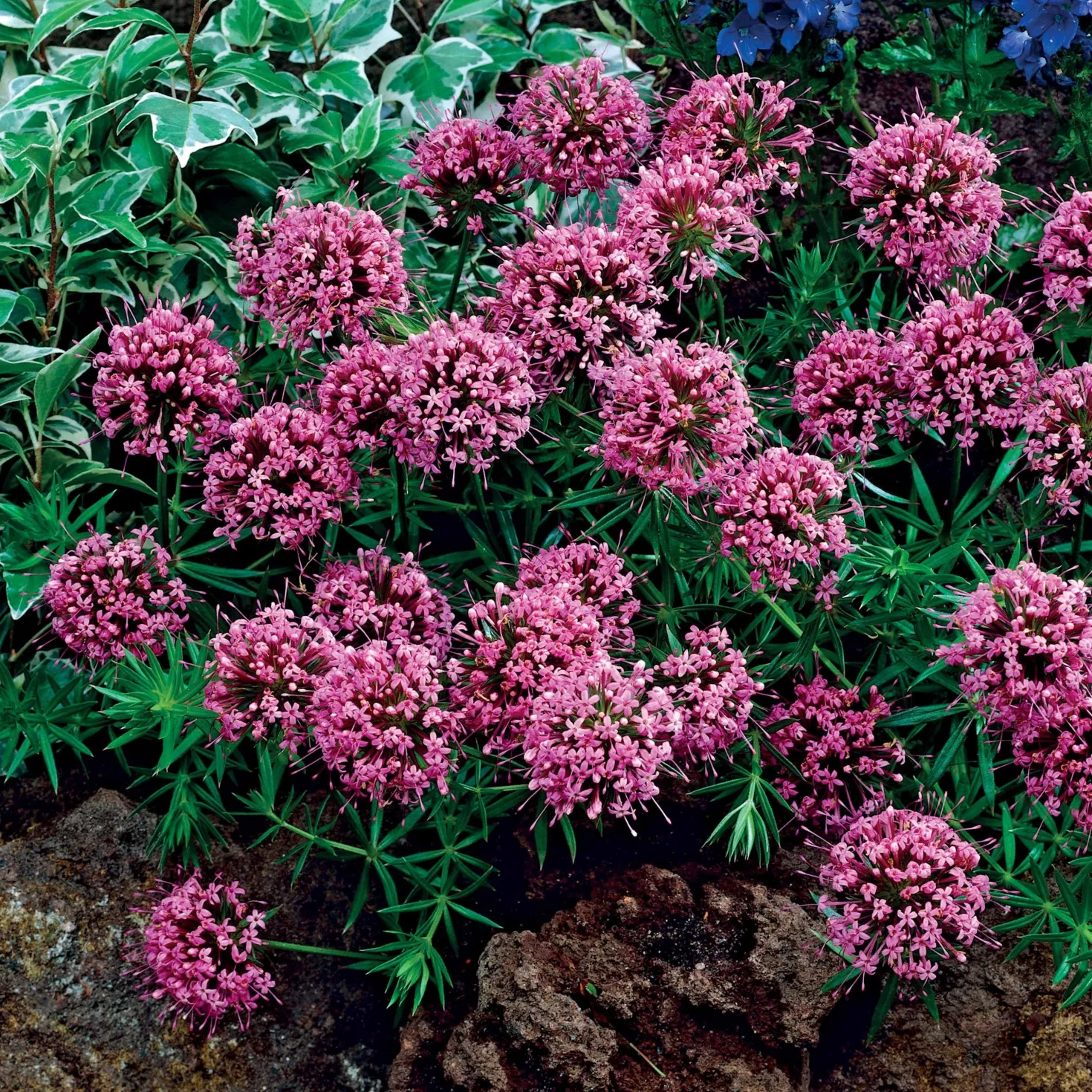 Scheinwaldmeister - Rosa Blütenteppich im Nu