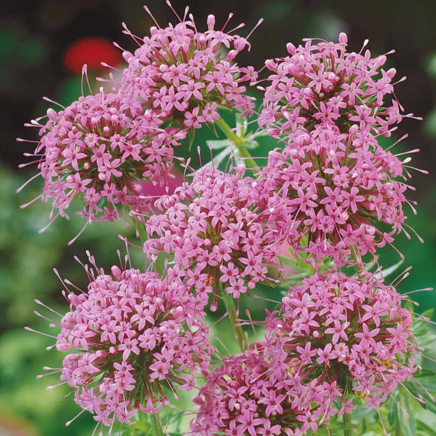 Scheinwaldmeister - Rosa Blütenteppich im Nu