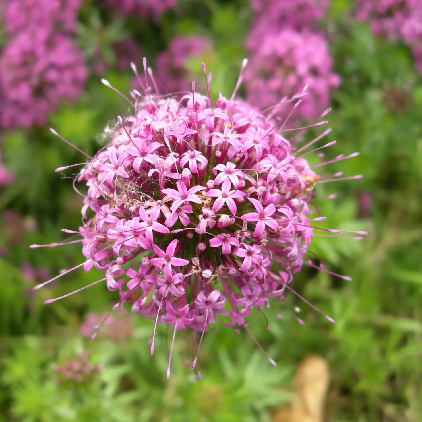 Scheinwaldmeister - Rosa Blütenteppich im Nu