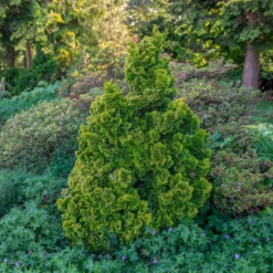 Scheinzypresse Hinoki Aurora - Goldgelb das ganze Jahr