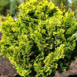 Scheinzypresse Hinoki Aurora - Goldgelb das ganze Jahr