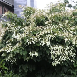 Schizophragma integrifolium / Kletternde Hortensie - Blüten an jeder Wand