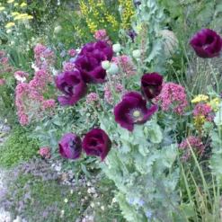 Schlafmohn Lauren's Grape - Tiefviolette Blüten im Nu