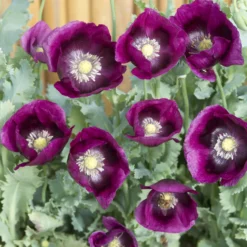 Schlafmohn Lauren's Grape - Tiefviolette Blüten im Nu