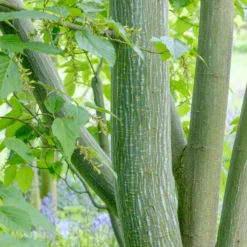 Schlangenhaut-Ahorn - Rinde wie Schlangenhaut