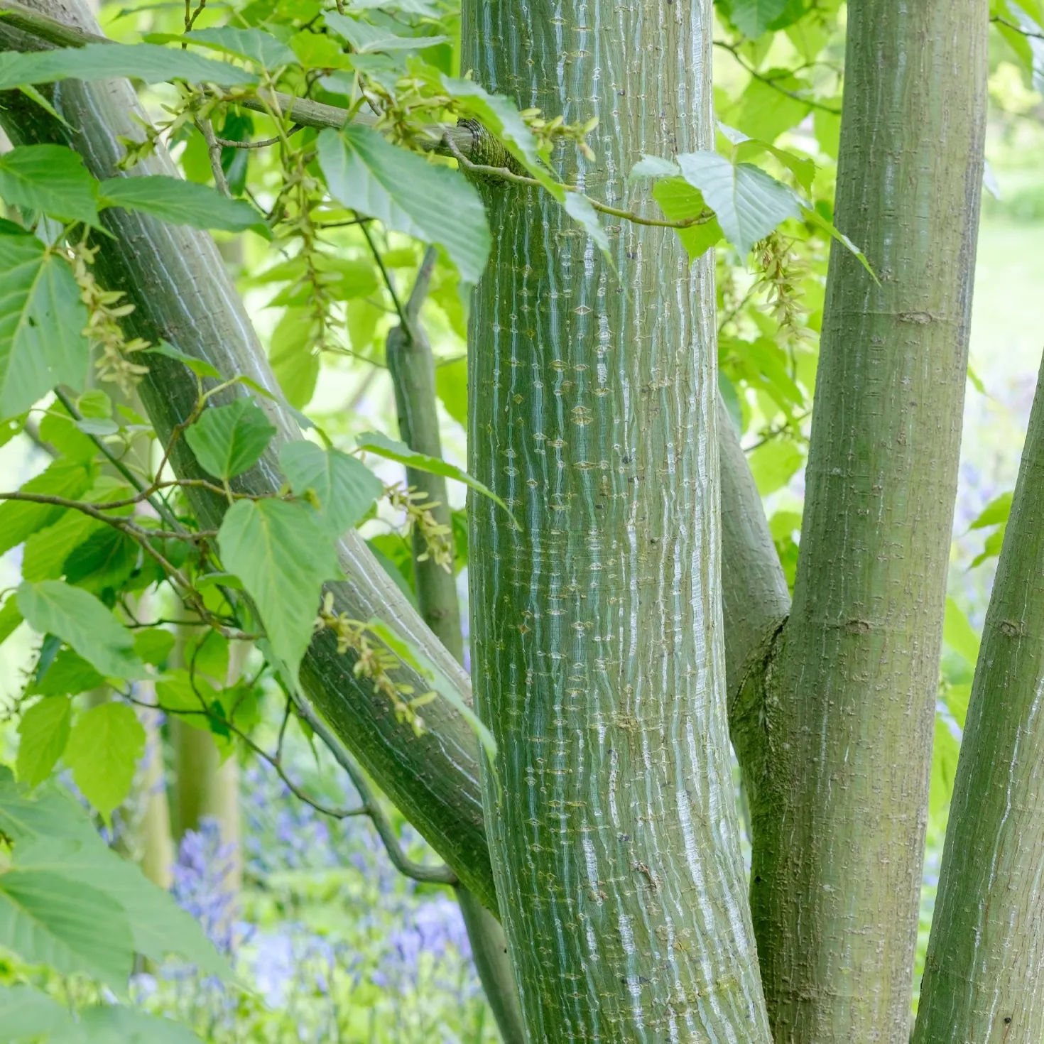 Schlangenhaut-Ahorn - Rinde wie Schlangenhaut