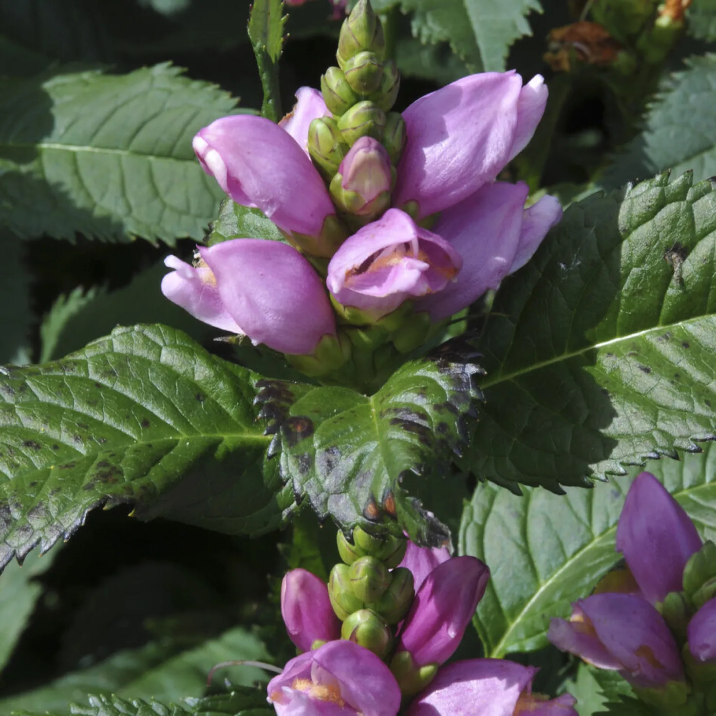 Schlangenkopf ‘Alba’ - Späte Blüte, echter Hingucker