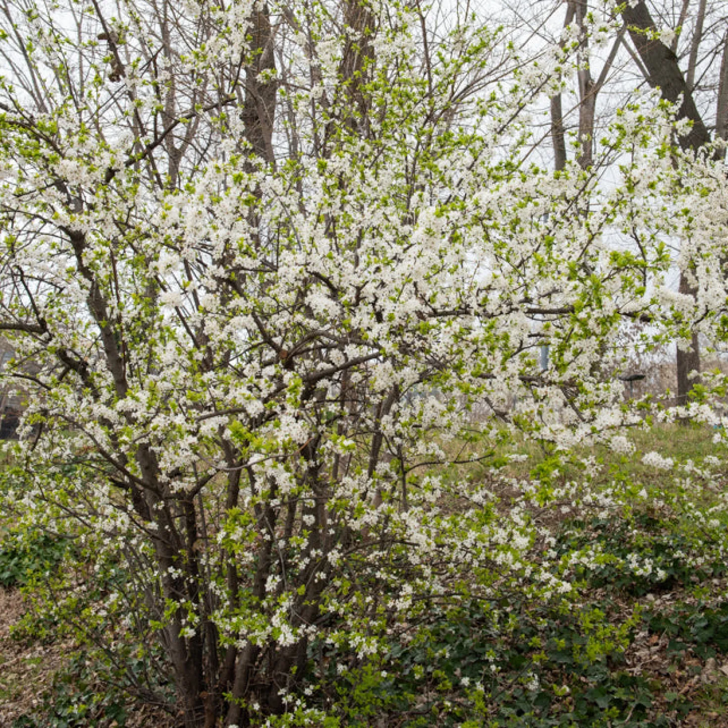 Schlehe - Weiße Blüten, blaue Früchte