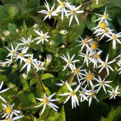 Schleieraster 'Silver Spray' - Wolke aus Sternenblüten