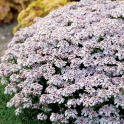Schleifenblume Pink Ice - Rosa Blütenteppich im Nu