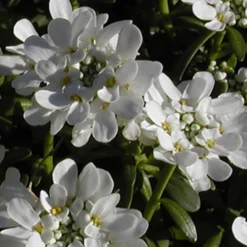 Schleifenblume 'Schneeflocke' - Weißer Blütenteppich im Nu