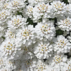 Schleifenblume 'Schneeflocke' - Weißer Blütenteppich im Nu