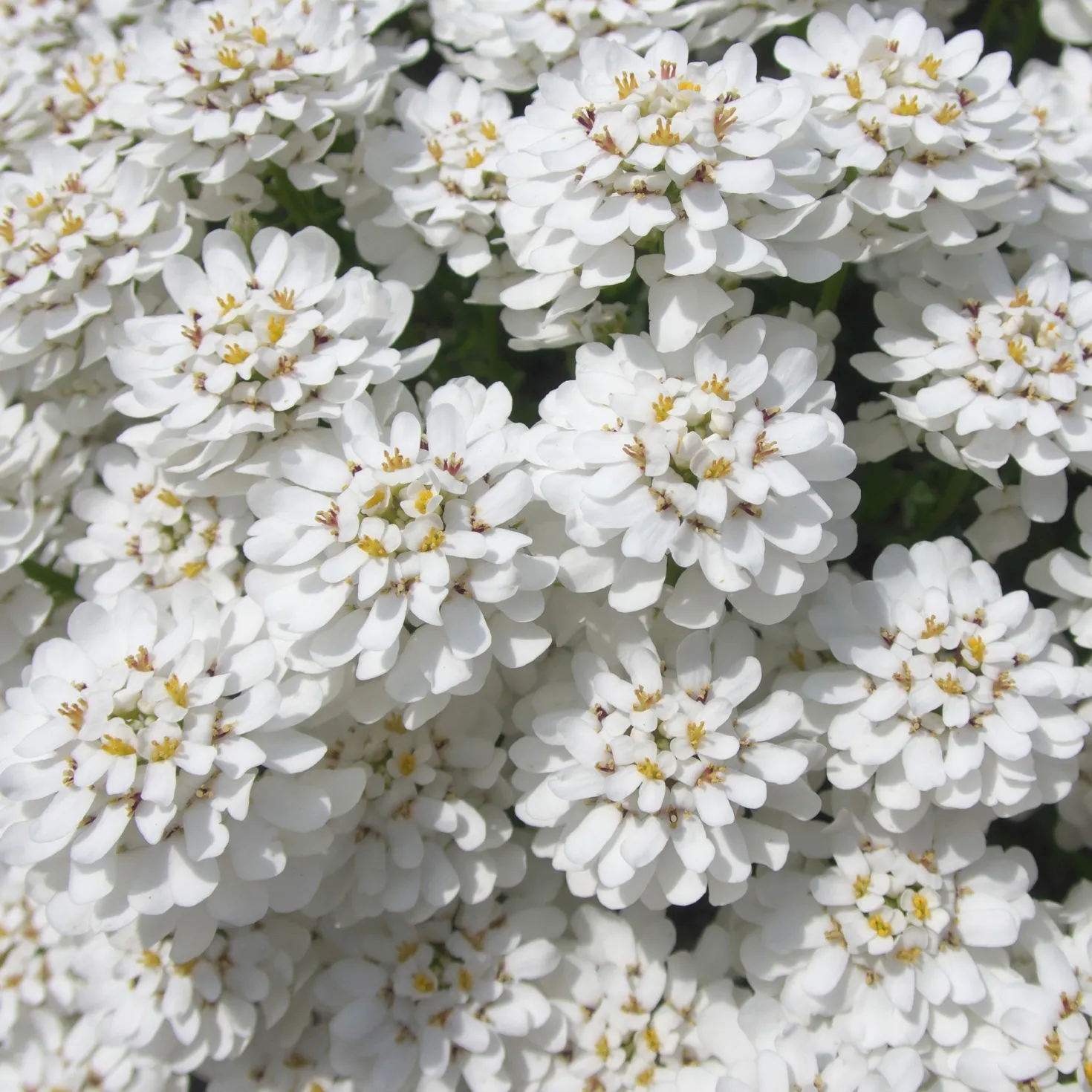 Schleifenblume 'Schneeflocke' - Weißer Blütenteppich im Nu