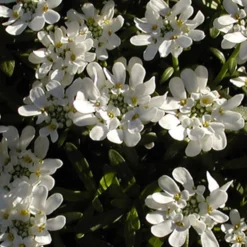 Schleifenblume 'Schneeflocke' - Weißer Blütenteppich im Nu