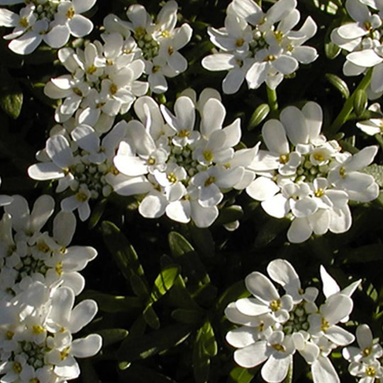 Schleifenblume 'Schneeflocke' - Weißer Blütenteppich im Nu