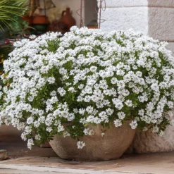 Schleifenblume 'Schneeflocke' - Weißer Blütenteppich im Nu