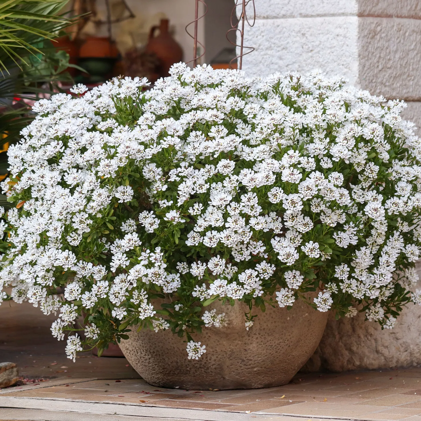 Schleifenblume 'Schneeflocke' - Weißer Blütenteppich im Nu