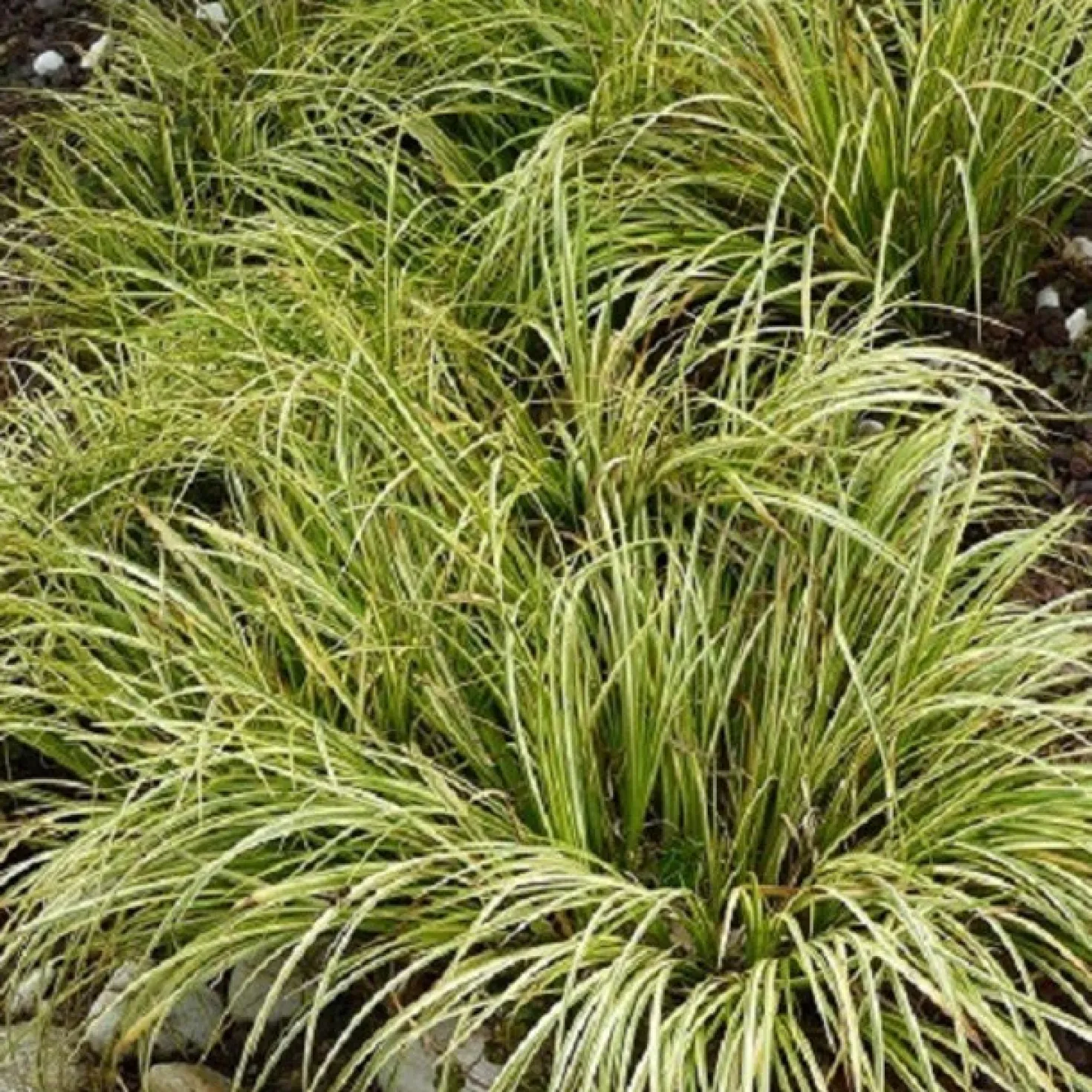 Schmalblättriger Kalmus 'Ogon' - Sonniges Gold am Wasser