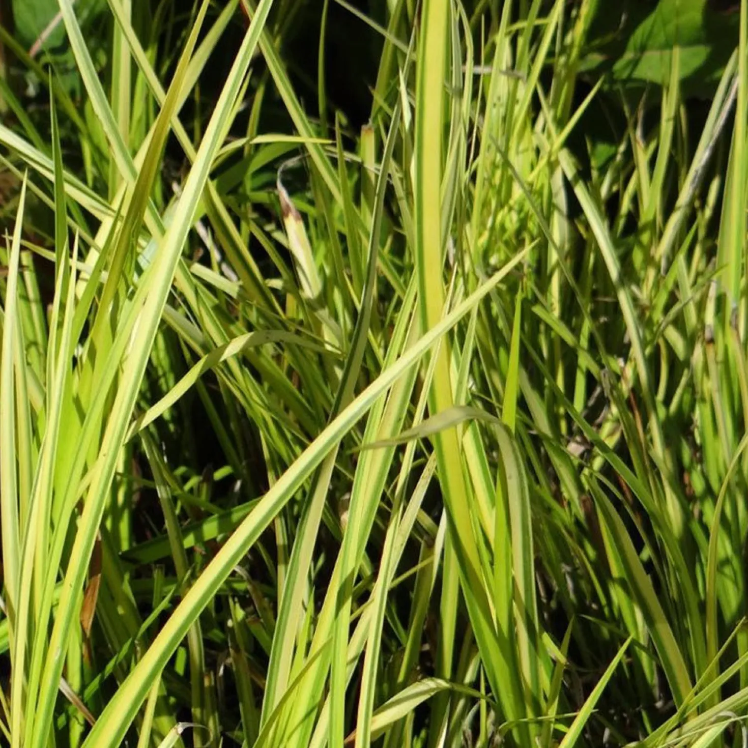 Schmalblättriger Kalmus 'Ogon' - Sonniges Gold am Wasser
