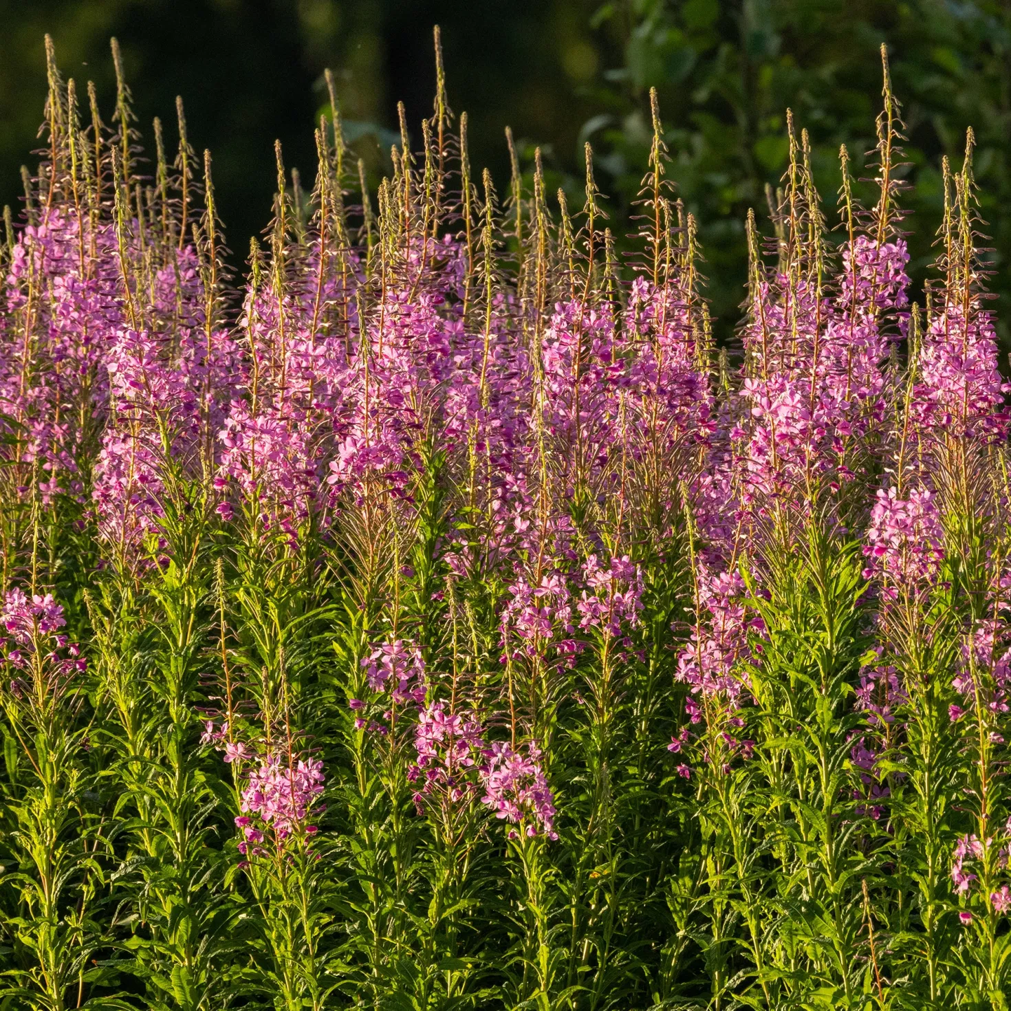 Schmalblättriges Weidenröschen - Rosa Blütenmeer für Bienen