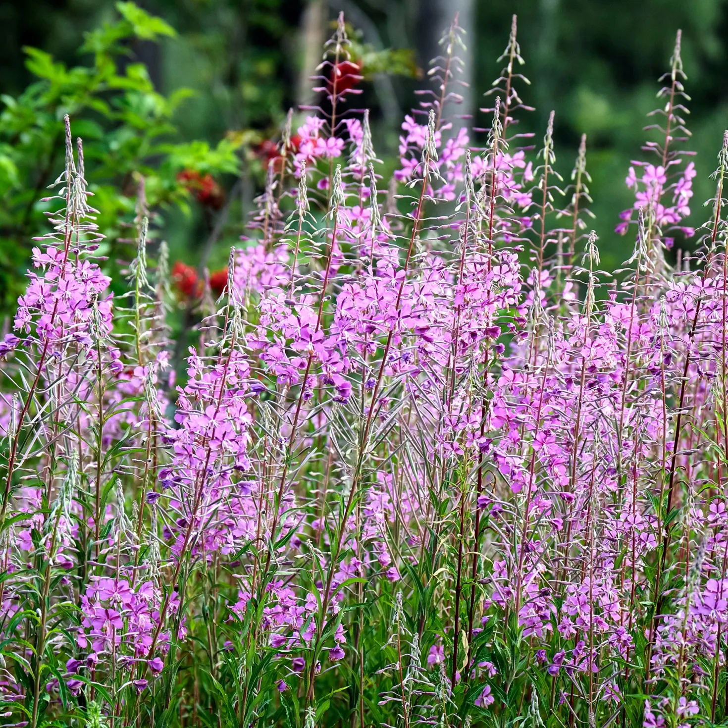 Schmalblättriges Weidenröschen - Rosa Blütenmeer für Bienen