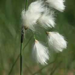 Schmalblättriges Wollgras - Weiße Wattebäusche am Ufer
