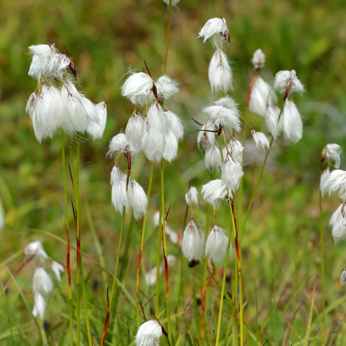 Schmalblättriges Wollgras - Weiße Wattebäusche am Ufer