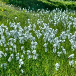 Schmalblättriges Wollgras - Weiße Wattebäusche am Ufer