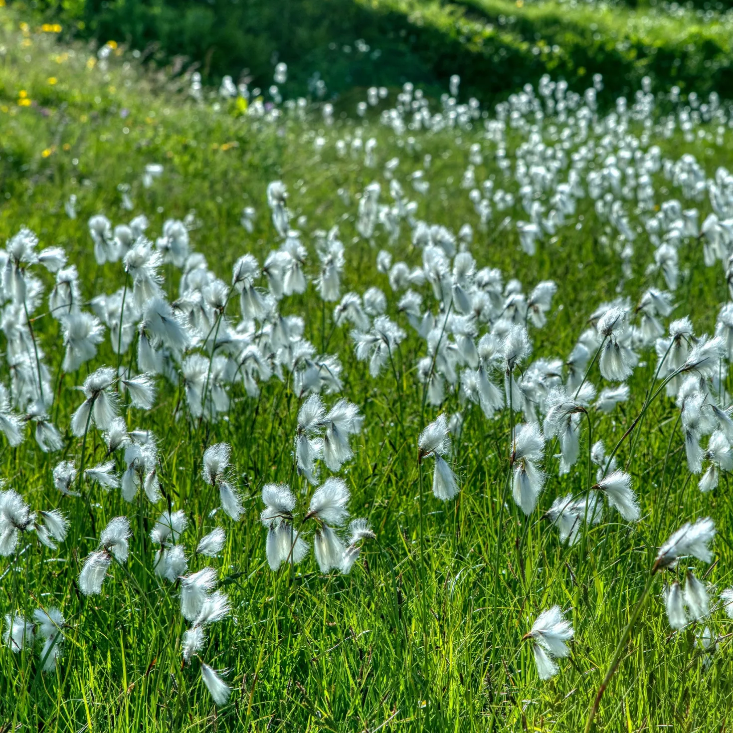 Schmalblättriges Wollgras - Weiße Wattebäusche am Ufer