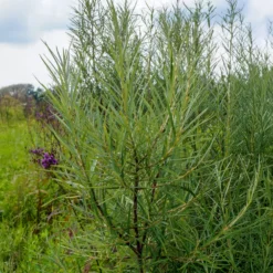 Schmalblättrige Weide ‘Angustifolia’ - Silbriges Laub im Wind