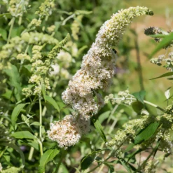 Schmetterlingsflieder Buddleja 'White Profusion' - Weiße Blüten voller Leben