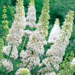 Schmetterlingsflieder Buddleja 'White Profusion' - Weiße Blüten voller Leben