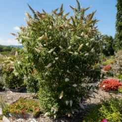 Schmetterlingsflieder Buddleja 'White Profusion' - Weiße Blüten voller Leben