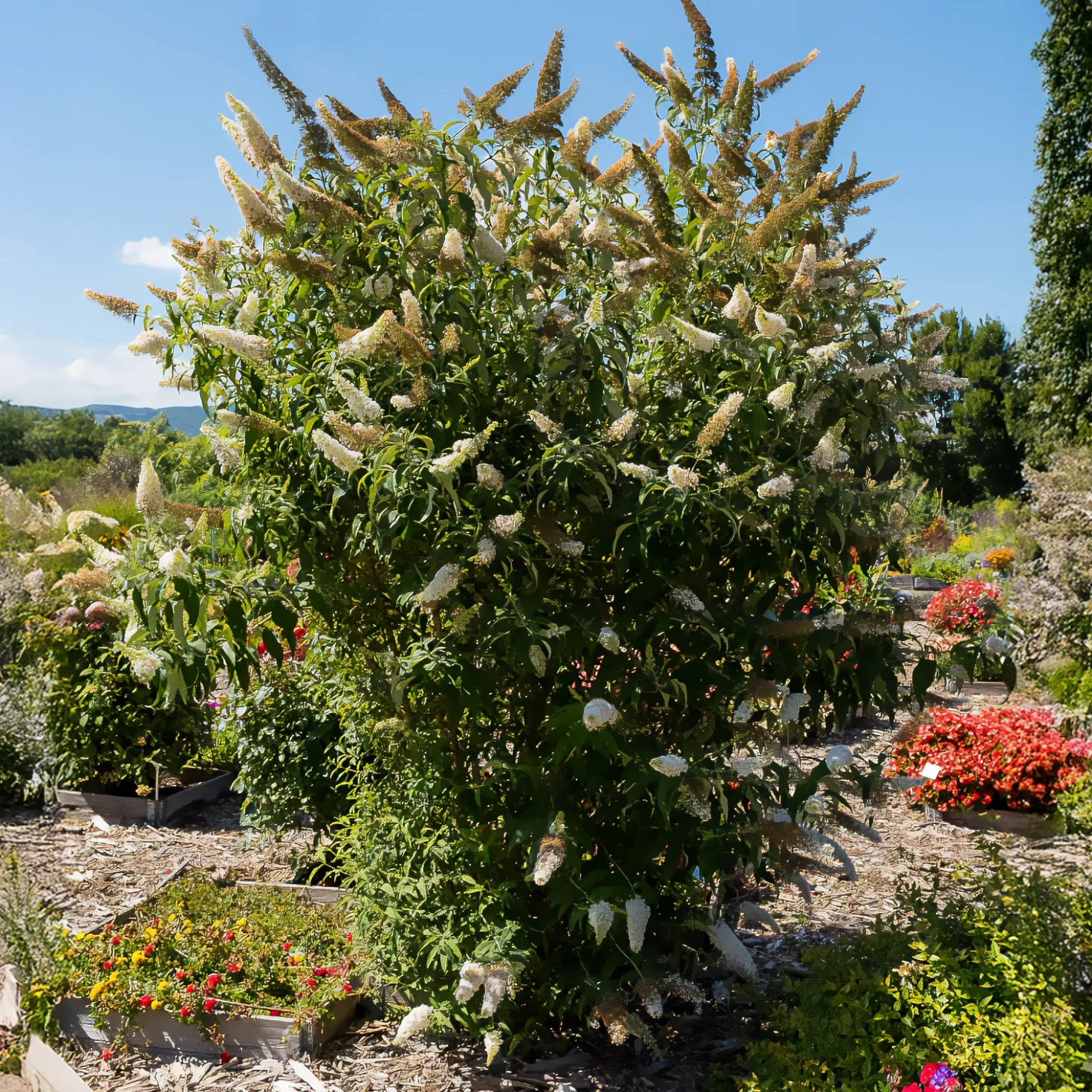 Schmetterlingsflieder Buddleja 'White Profusion' - Weiße Blüten voller Leben