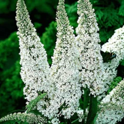 Schmetterlingsflieder Buddleja 'White Profusion' - Weiße Blüten voller Leben