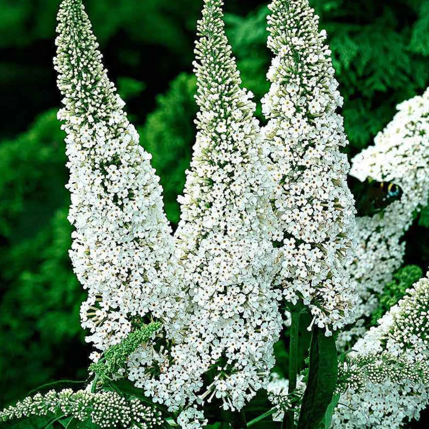 Schmetterlingsflieder Buddleja 'White Profusion' - Weiße Blüten voller Leben
