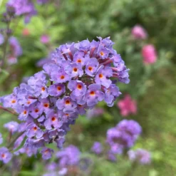 Schmetterlingsflieder Dreaming Lavender - Ein Fest für Schmetterlinge