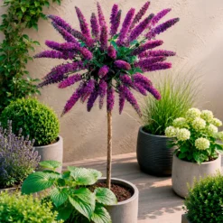 Schmetterlingsflieder 'Empire Blue' - Ein Magnet für Schmetterlinge
