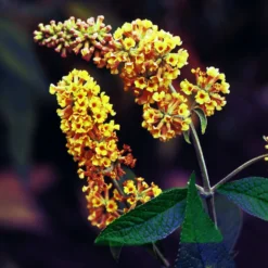 Schmetterlingsflieder Sungold - Goldene Blüten voller Falter