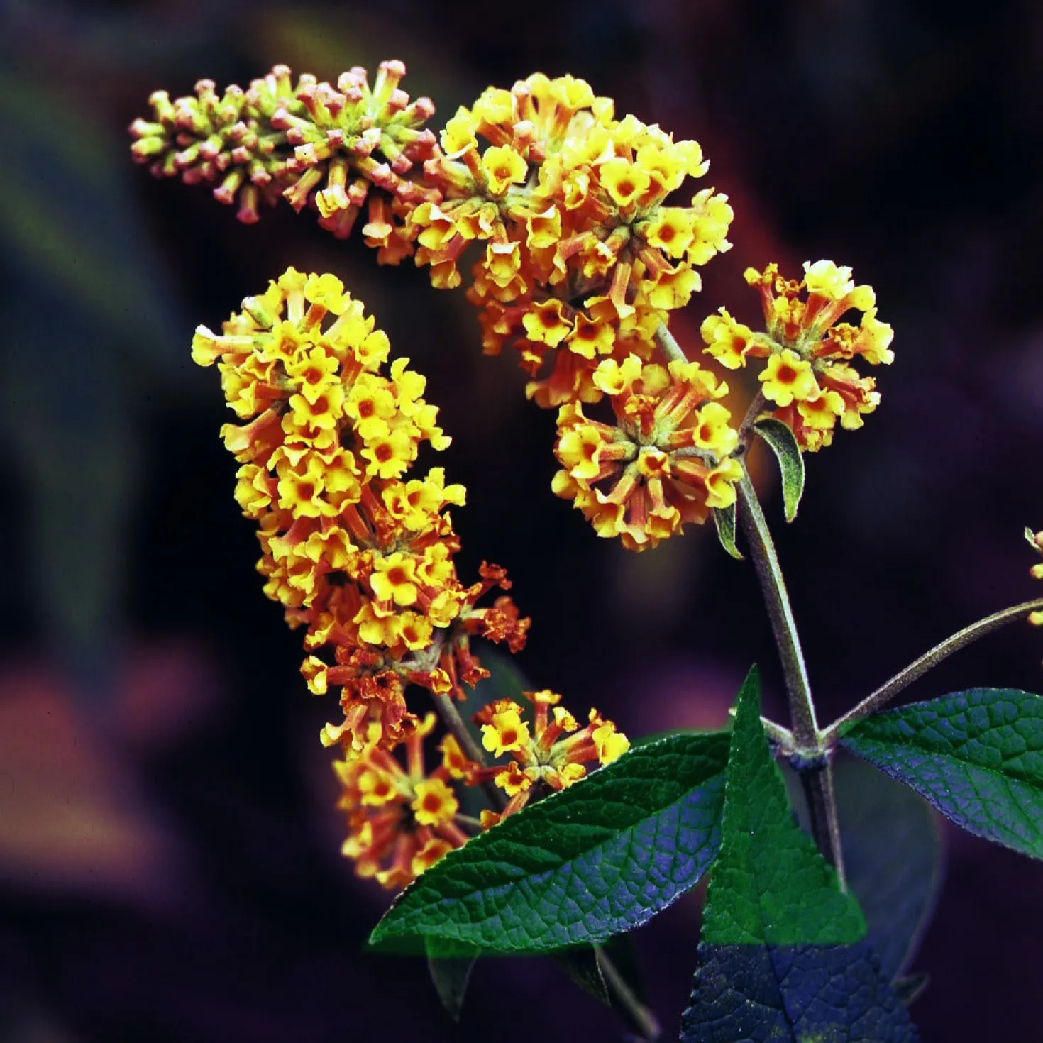 Schmetterlingsflieder Sungold - Goldene Blüten voller Falter