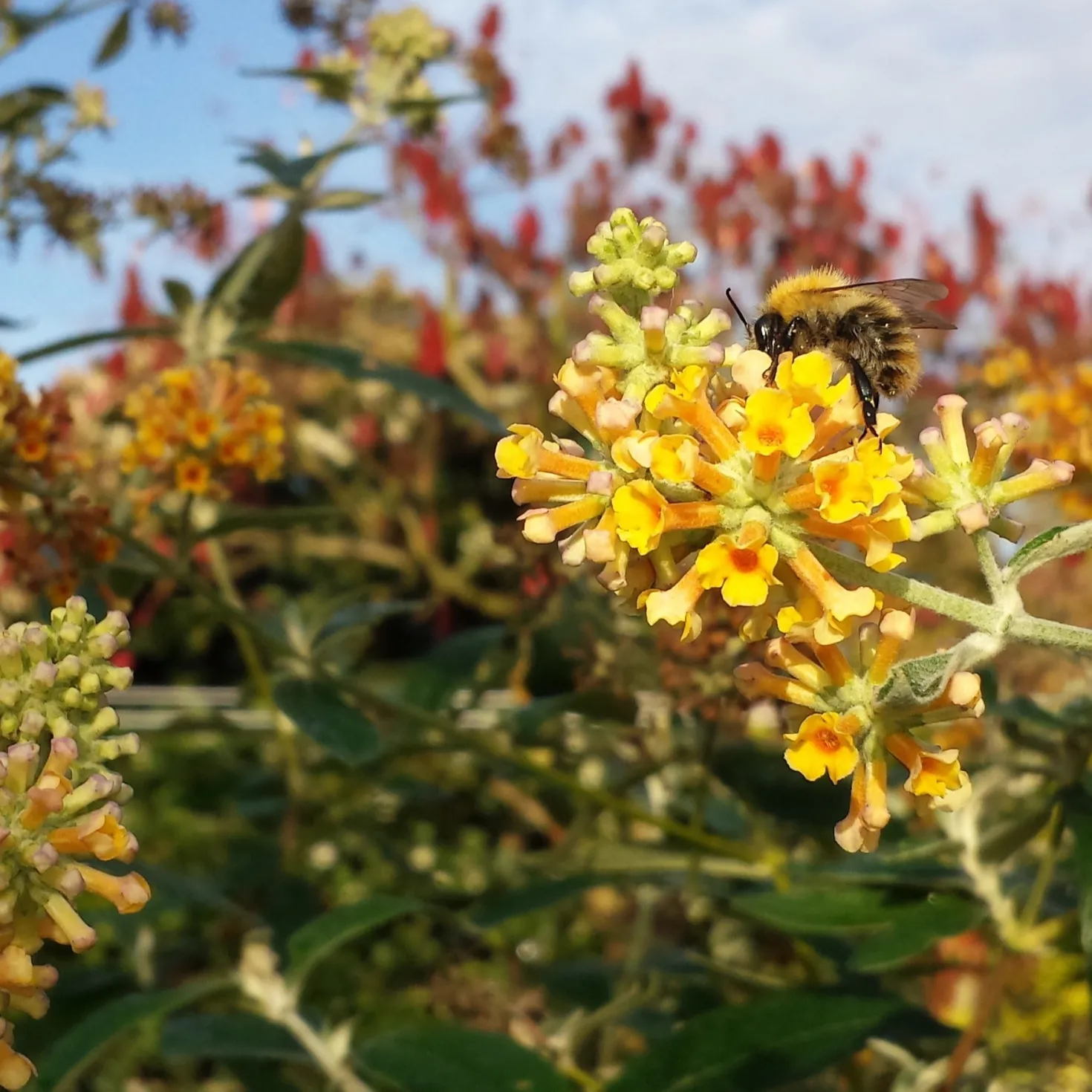 Schmetterlingsflieder Sungold - Goldene Blüten voller Falter