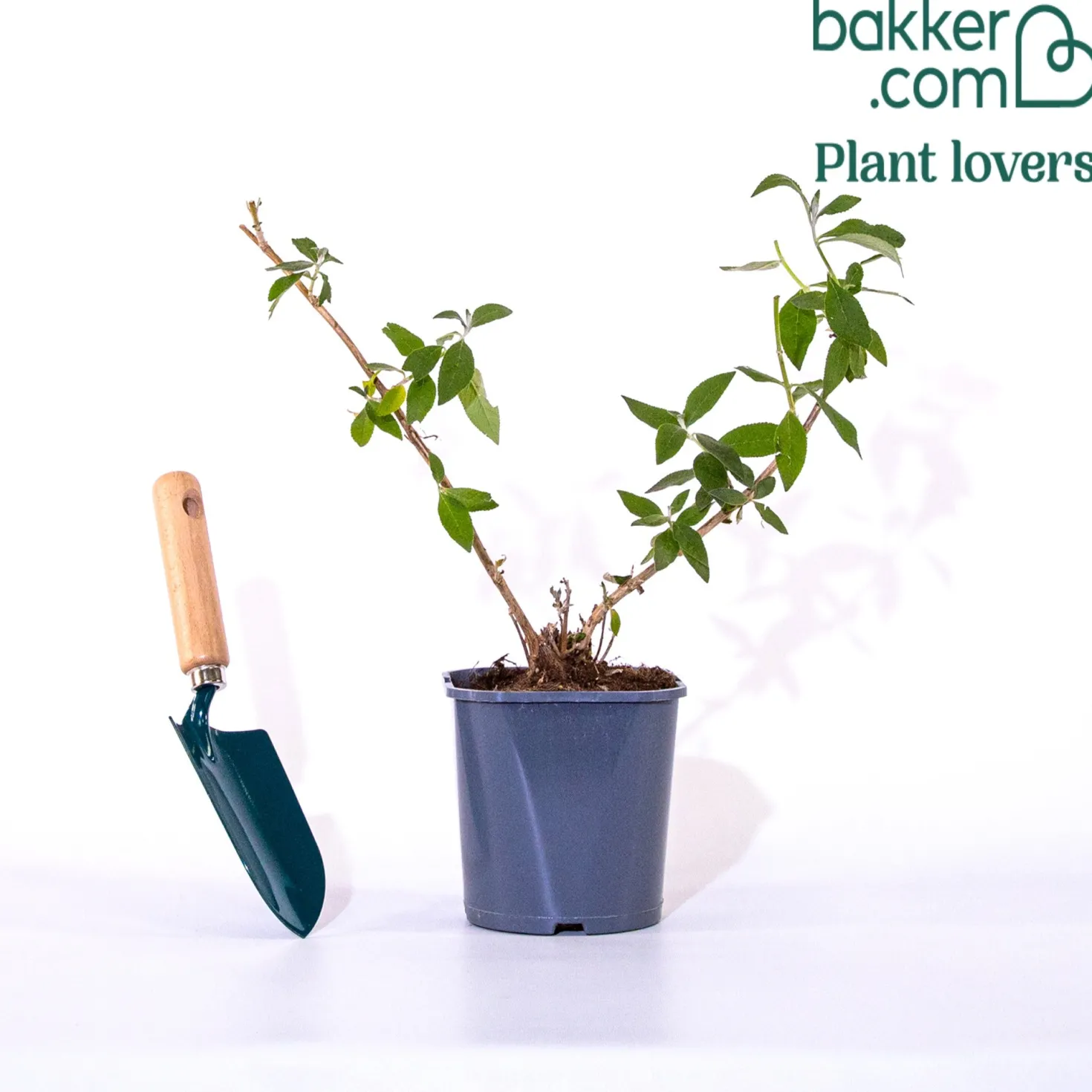 Schmetterlingsflieder Sungold - Goldene Blüten voller Falter