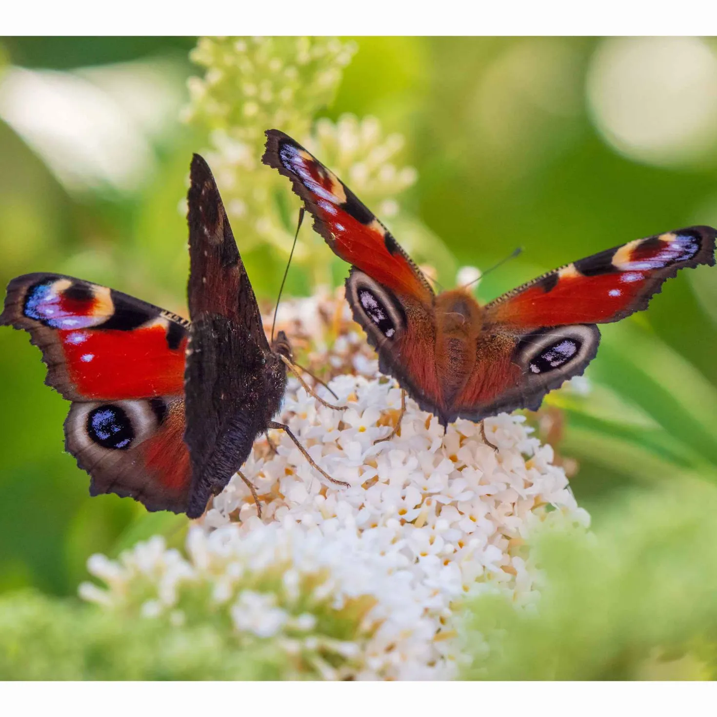 Schmetterlingsstrauch-Kollektion ‘Royal Red’, ‘White Profusion’, ‘Empire Blue’ - Die Farbexplosion des Sommers