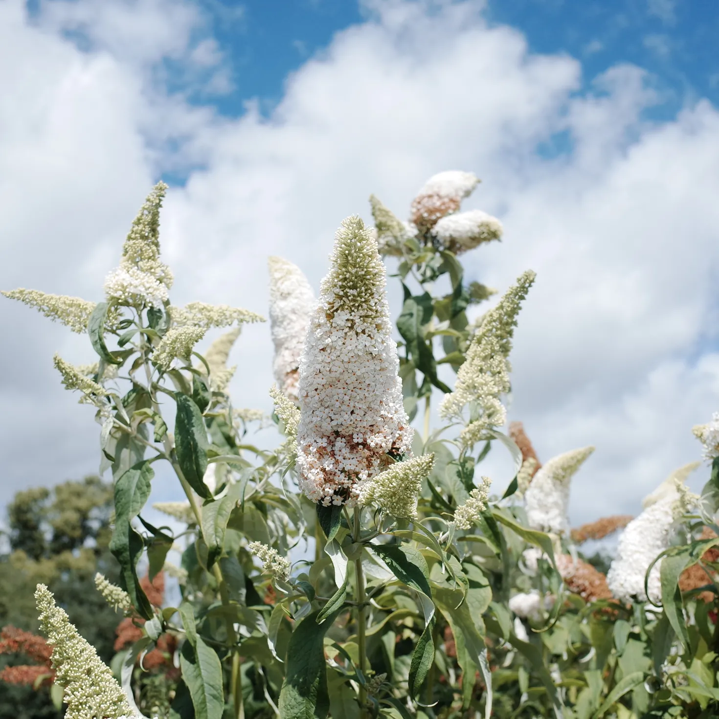 Schmetterlingsstrauch-Kollektion ‘Royal Red’, ‘White Profusion’, ‘Empire Blue’ - Die Farbexplosion des Sommers