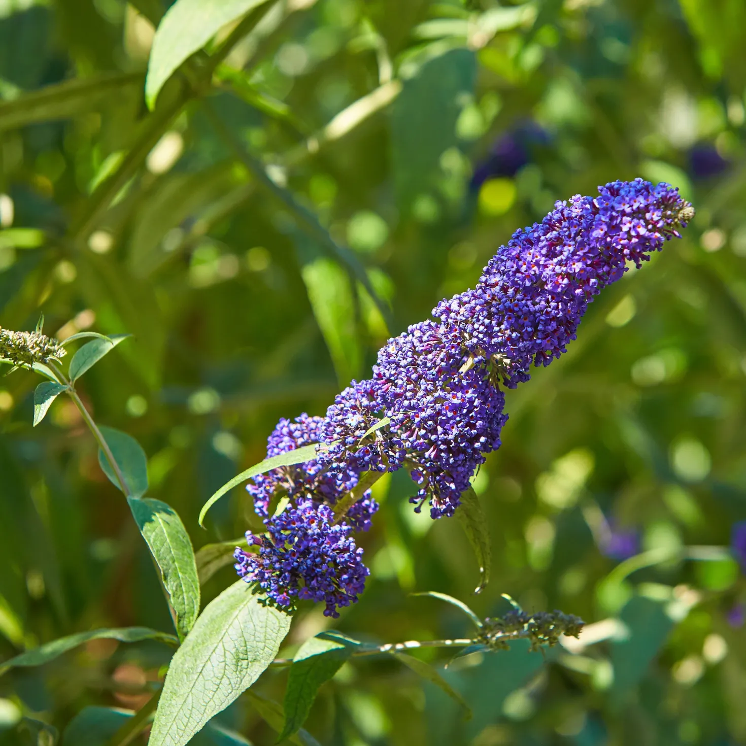Schmetterlingsstrauch-Kollektion ‘Royal Red’, ‘White Profusion’, ‘Empire Blue’ - Die Farbexplosion des Sommers
