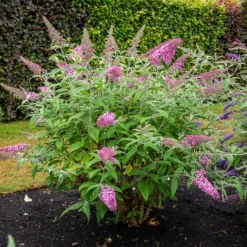 Schmetterlingsstrauch ‘Pink Delight’ - Ein Magnet für Schmetterlinge
