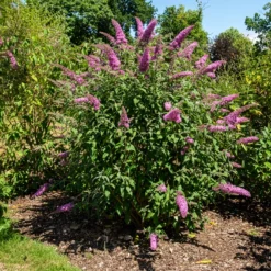 Schmetterlingsstrauch ‘Pink Delight’ - Ein Magnet für Schmetterlinge
