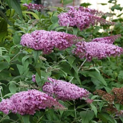 Schmetterlingsstrauch ‘Pink Delight’ - Ein Magnet für Schmetterlinge