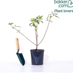 Schmetterlingsstrauch ‘Pink Delight’ - Ein Magnet für Schmetterlinge