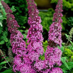 Schmetterlingsstrauch ‘Pink Delight’ - Ein Magnet für Schmetterlinge